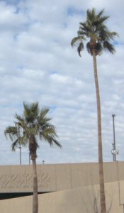 The aforementioned real live palm trees!